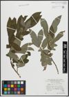 Foto von Salix appendiculata Vill.